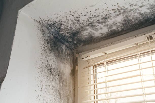 Affordable Mold Removal solutions in Gaithersburg, MD